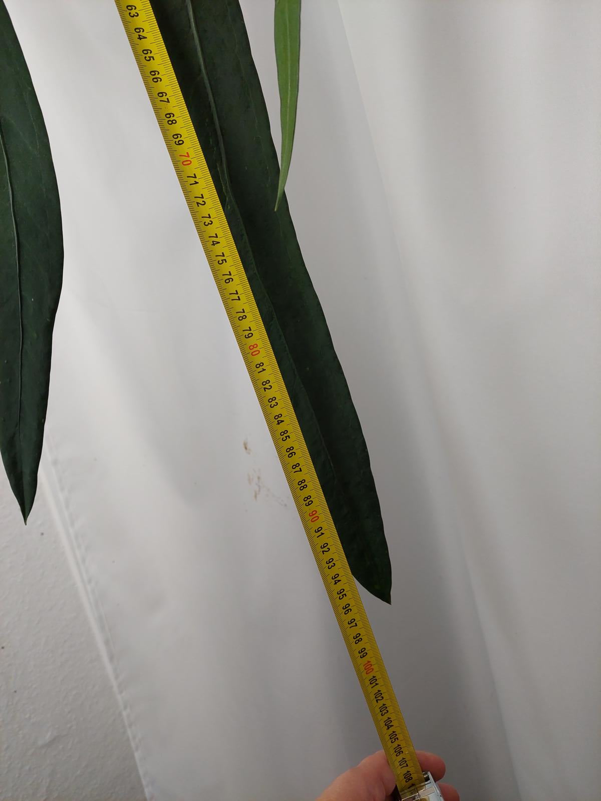 Anthurium Vittarifolium groß