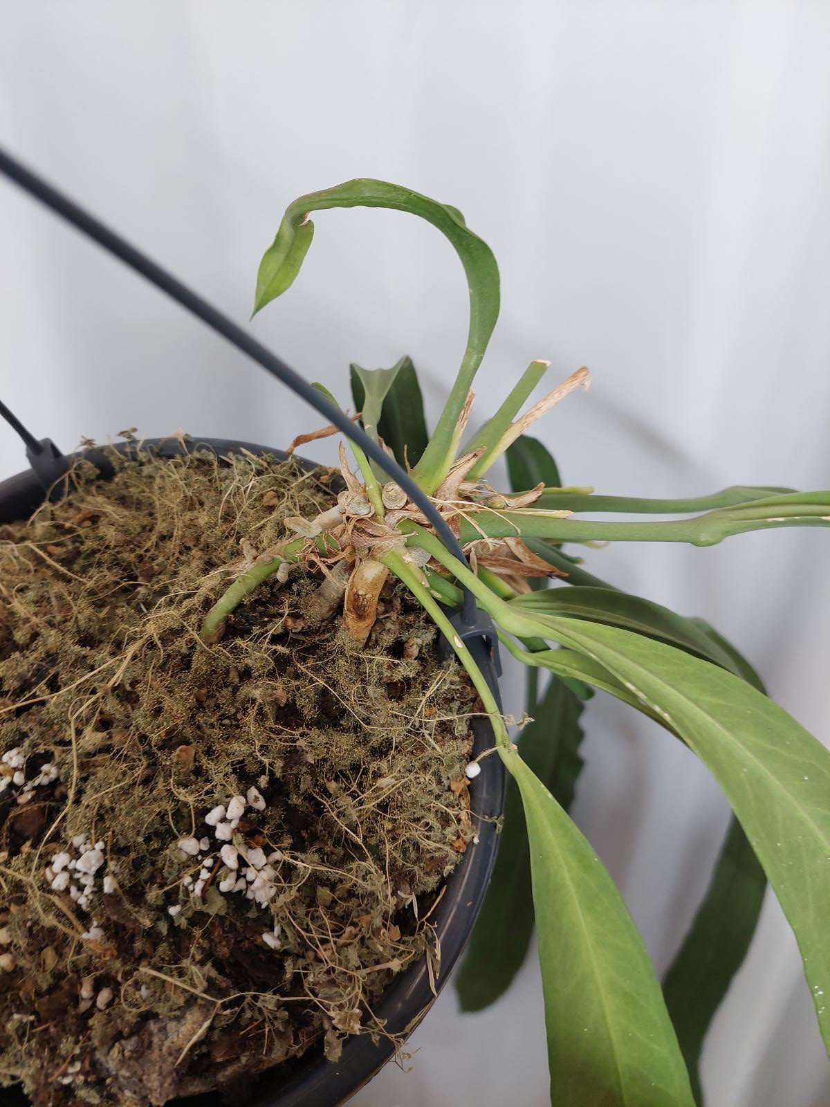 Anthurium Vittarifolium groß