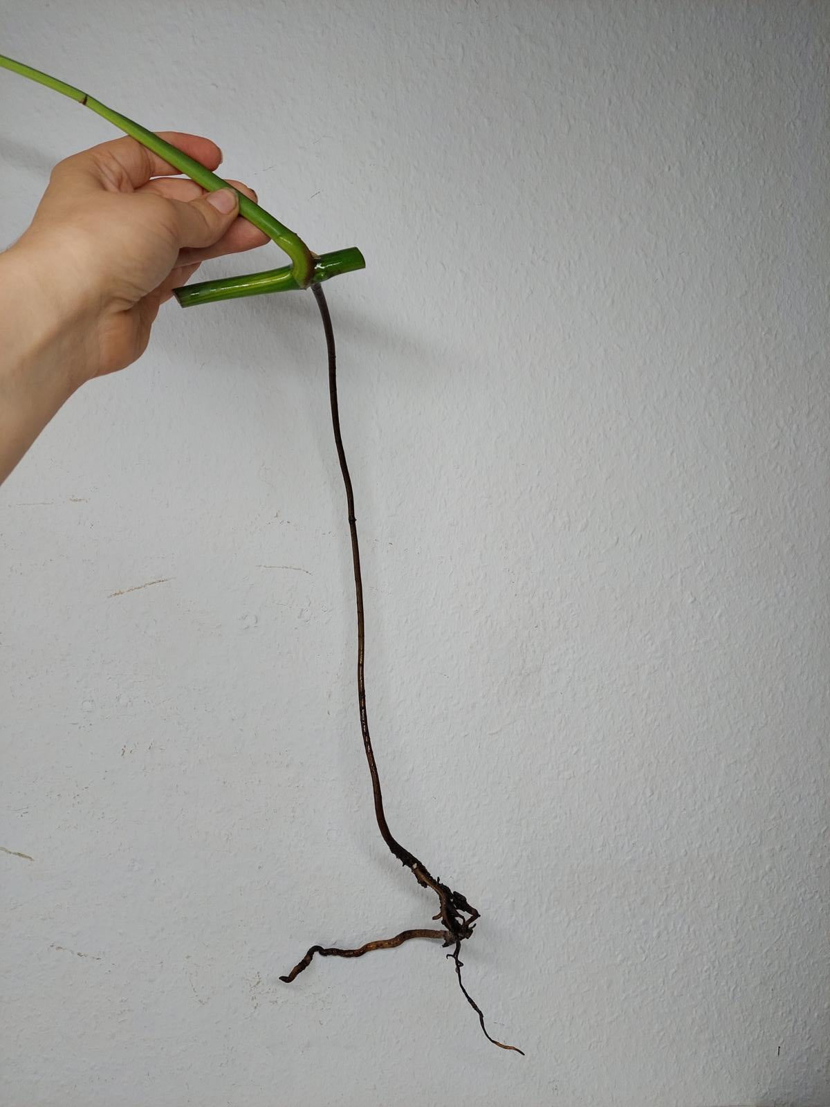 Monstera Aurea Stecklinge