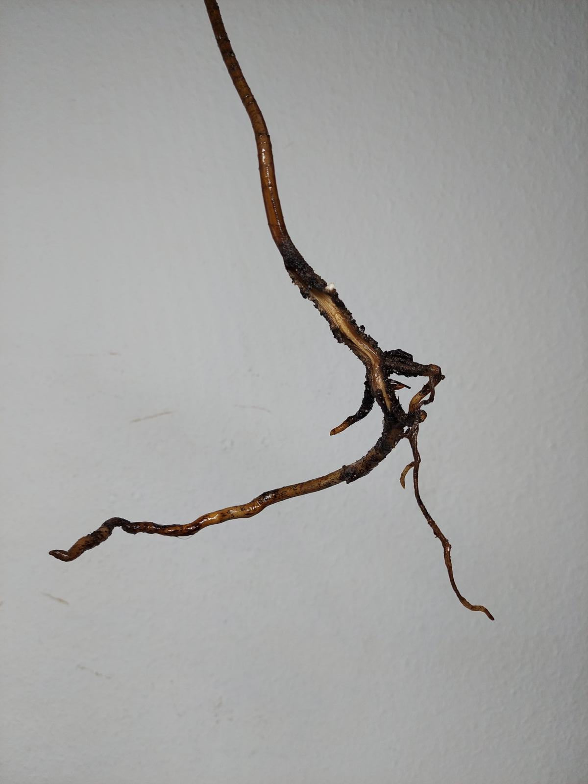 Monstera Aurea Stecklinge