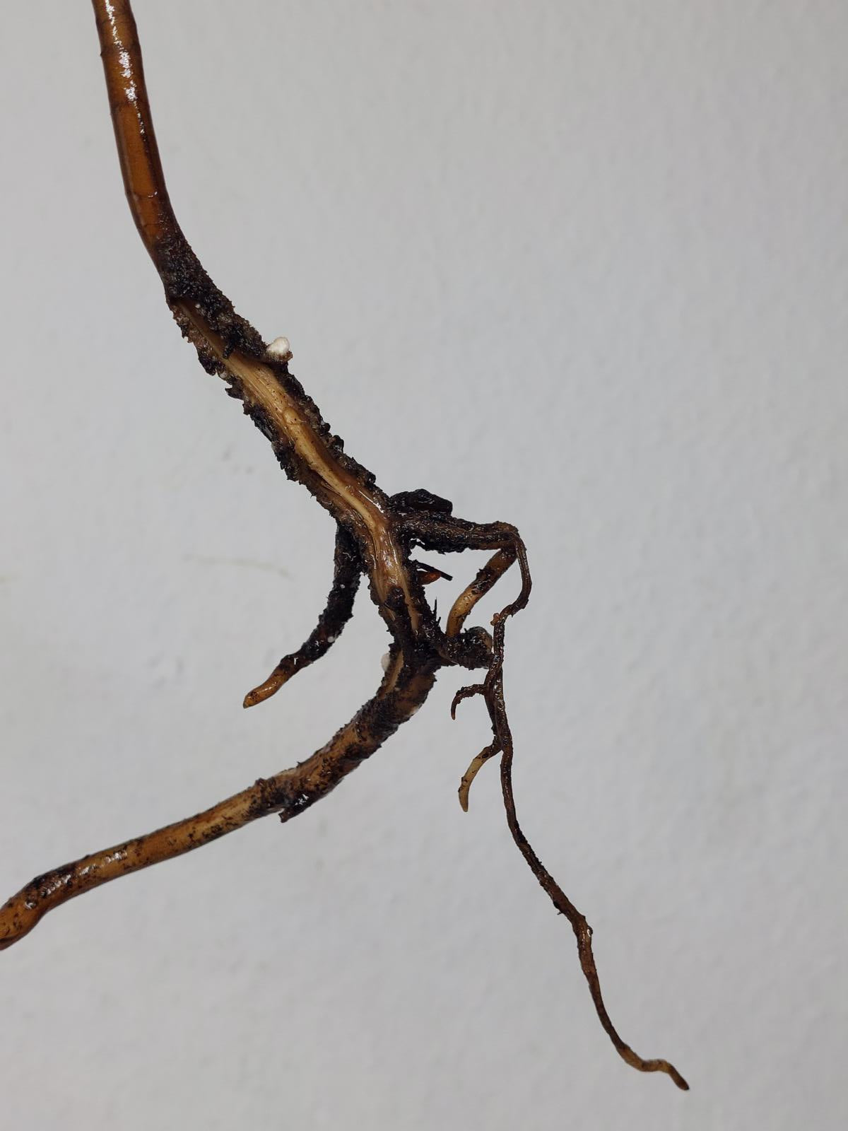 Monstera Aurea Stecklinge
