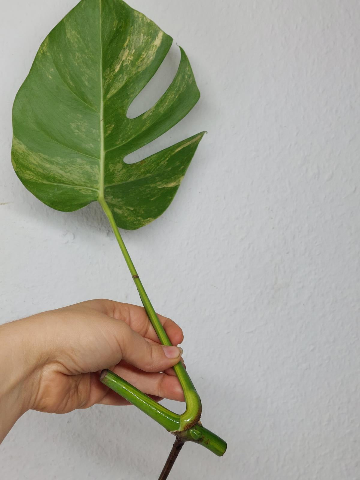 Monstera Aurea Stecklinge