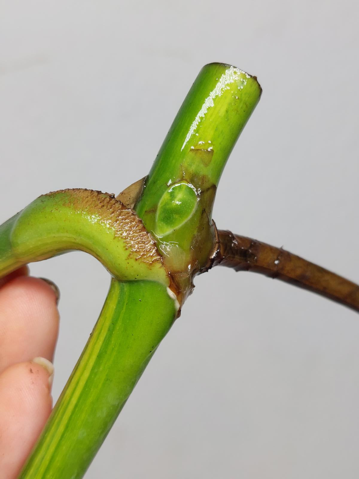 Monstera Aurea Stecklinge