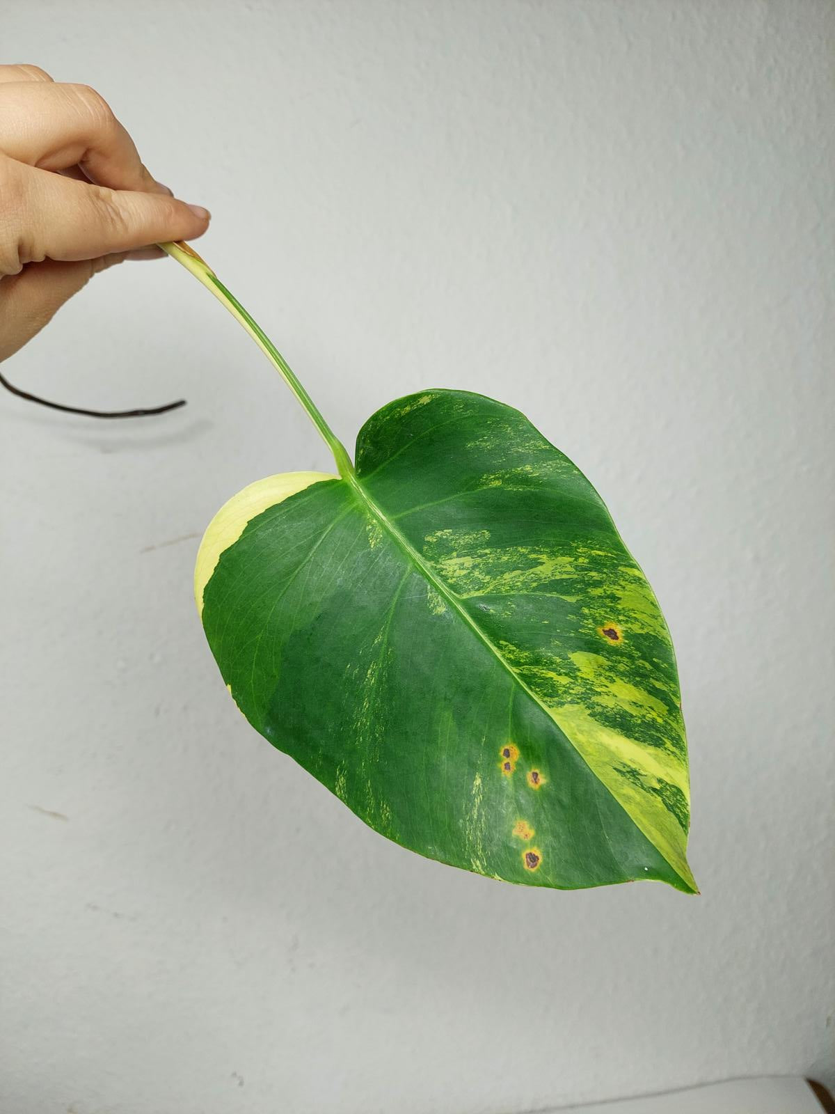 Monstera Aurea Stecklinge