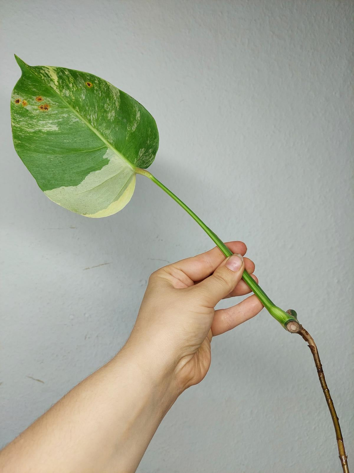 Monstera Aurea Stecklinge