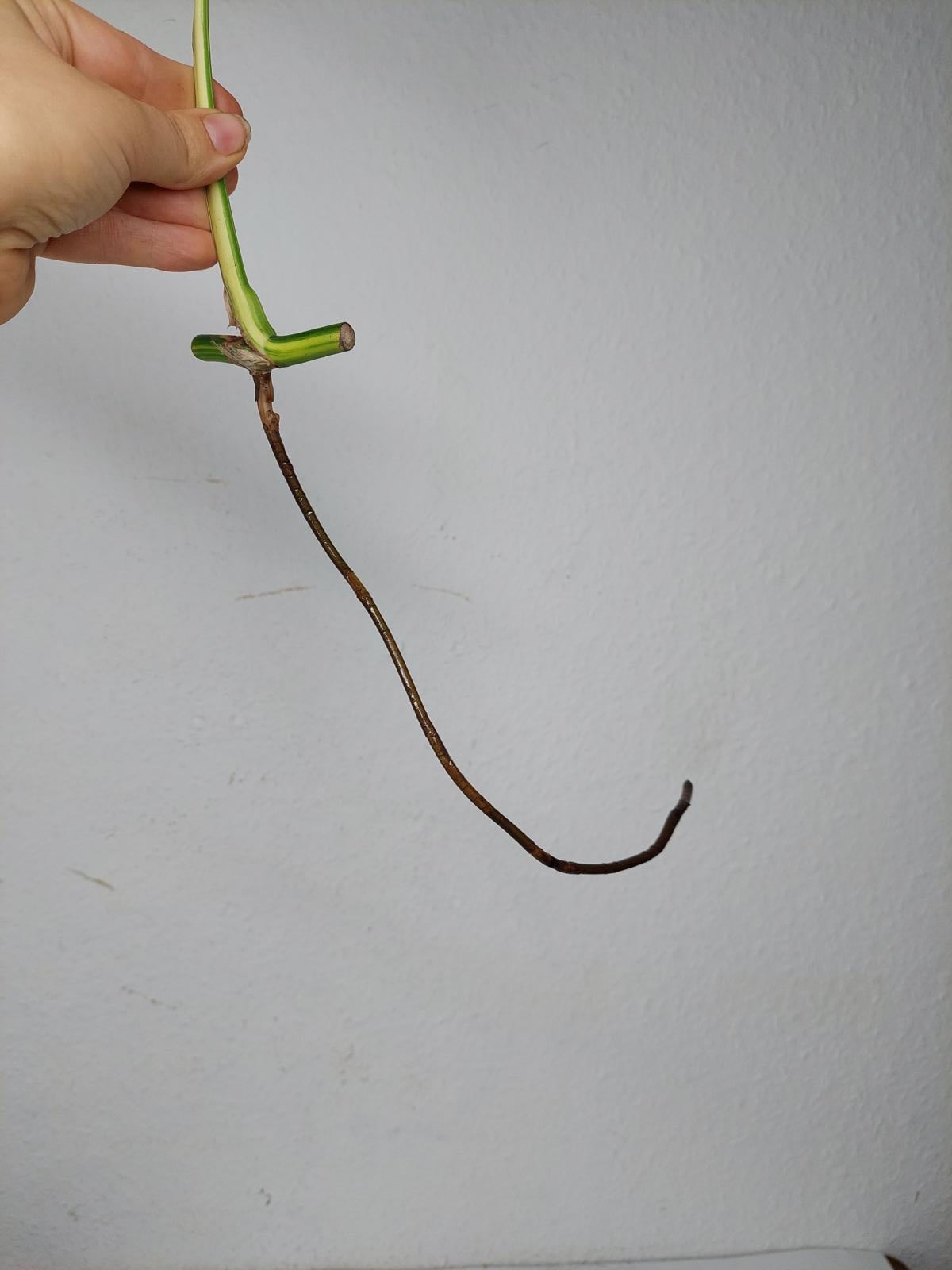 Monstera Aurea Stecklinge