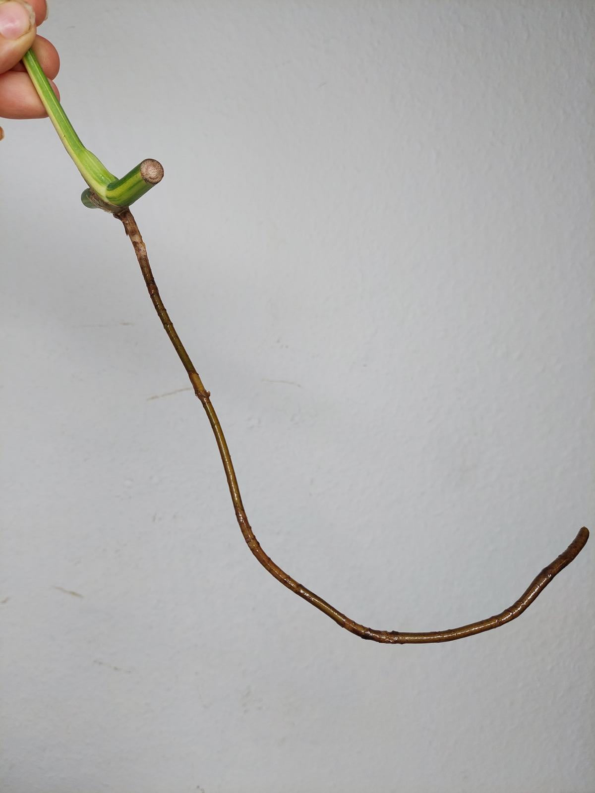 Monstera Aurea Stecklinge