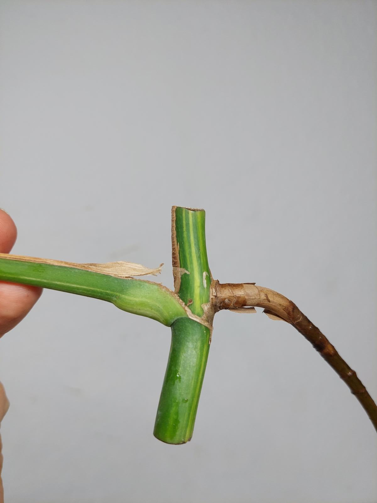 Monstera Aurea Stecklinge