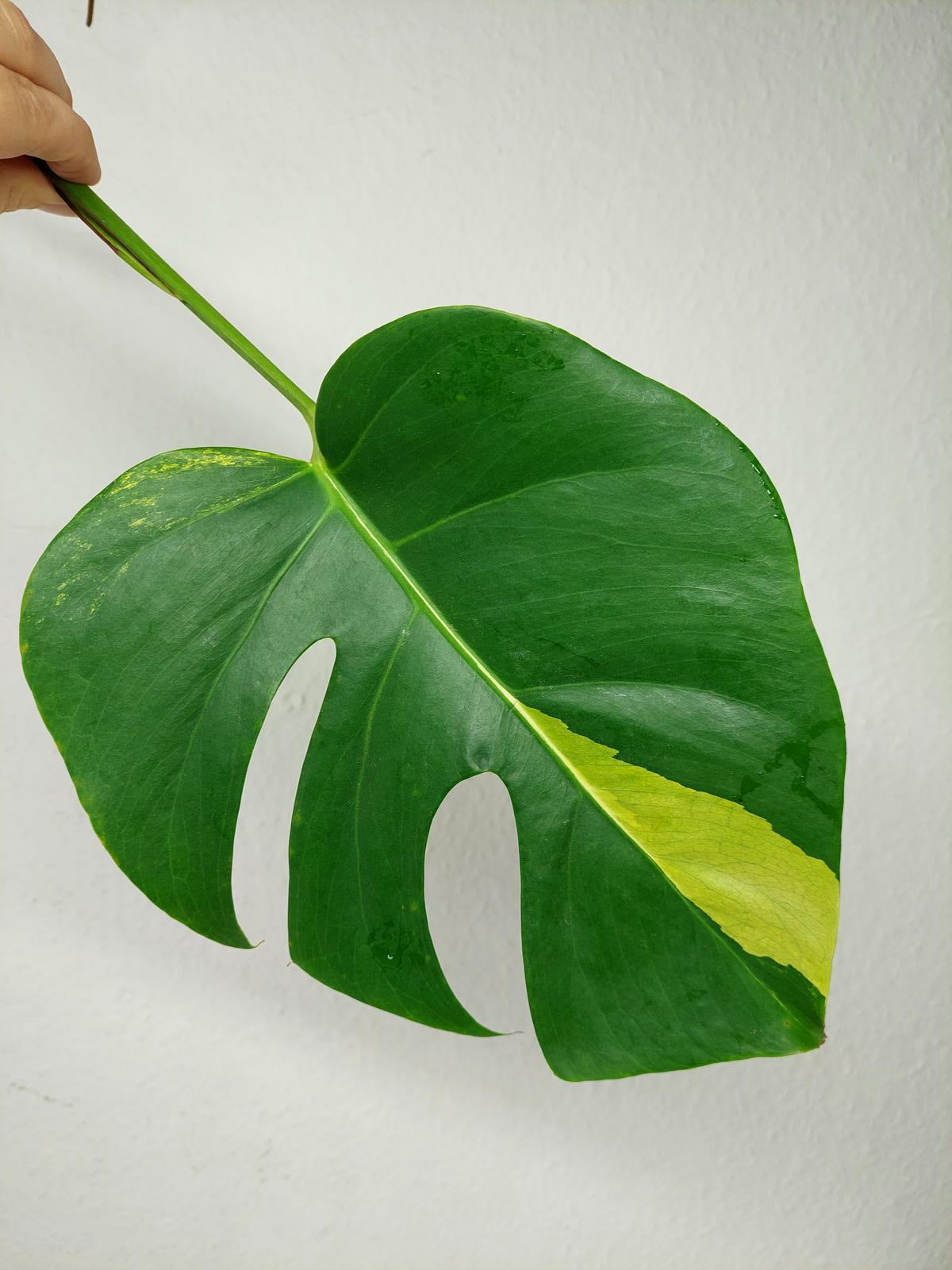 Monstera Aurea Stecklinge