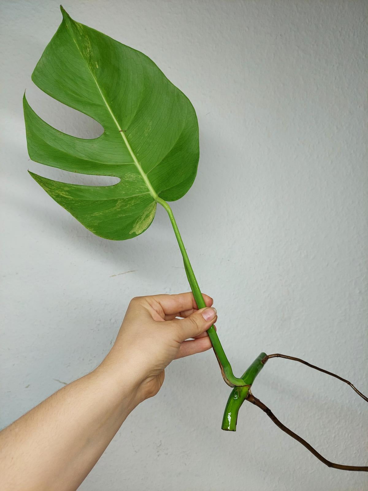 Monstera Aurea Stecklinge