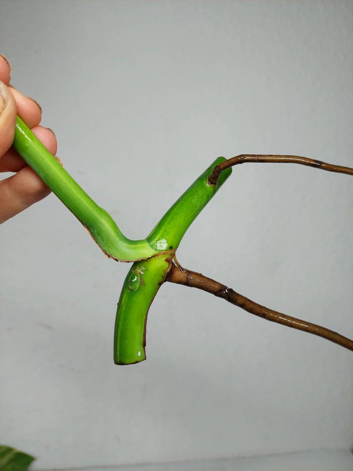 Monstera Aurea Stecklinge