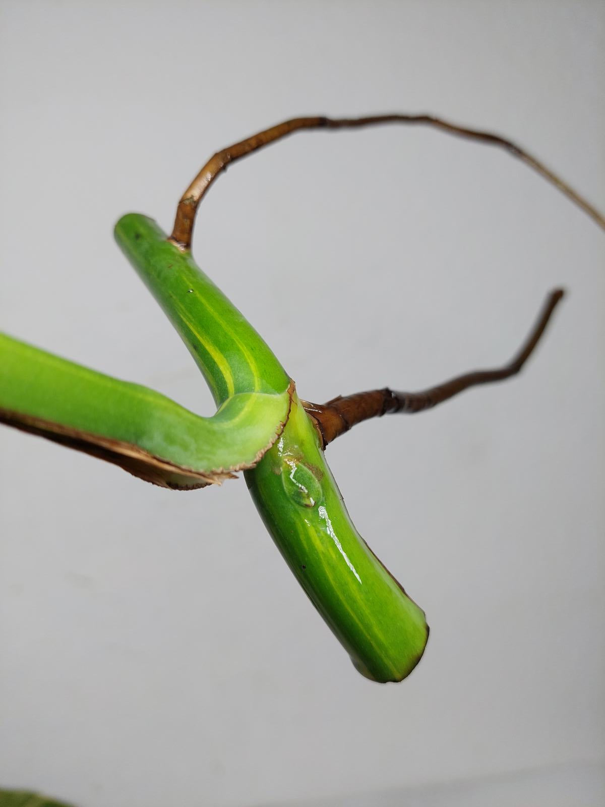 Monstera Aurea Stecklinge