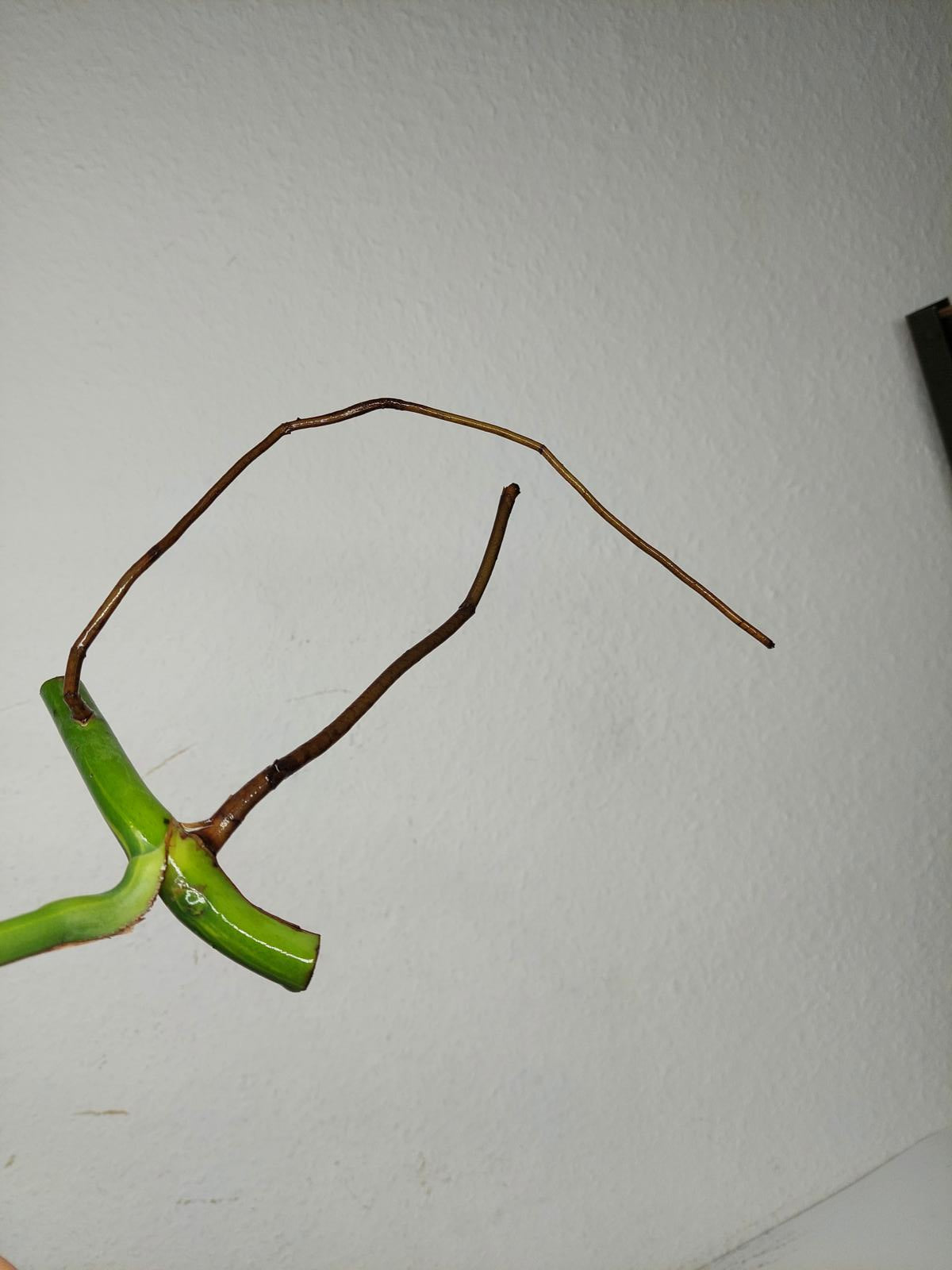 Monstera Aurea Stecklinge