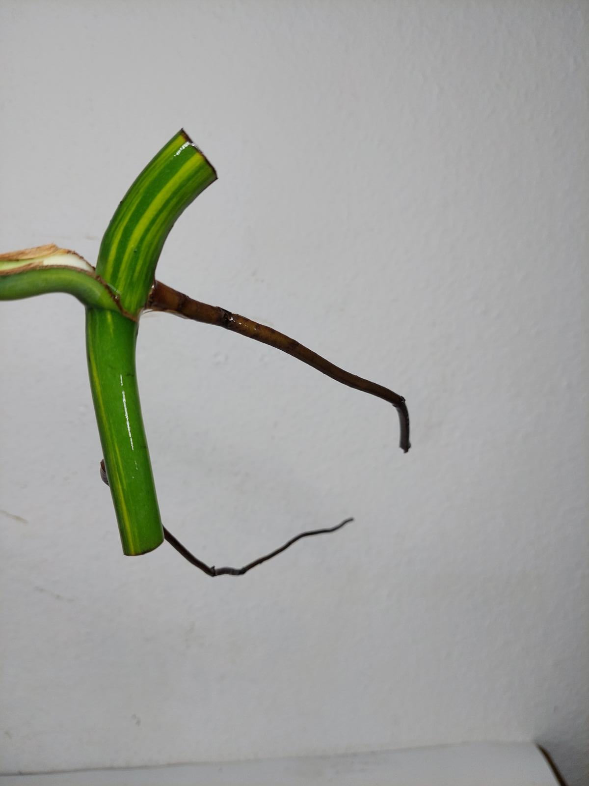 Monstera Aurea Stecklinge