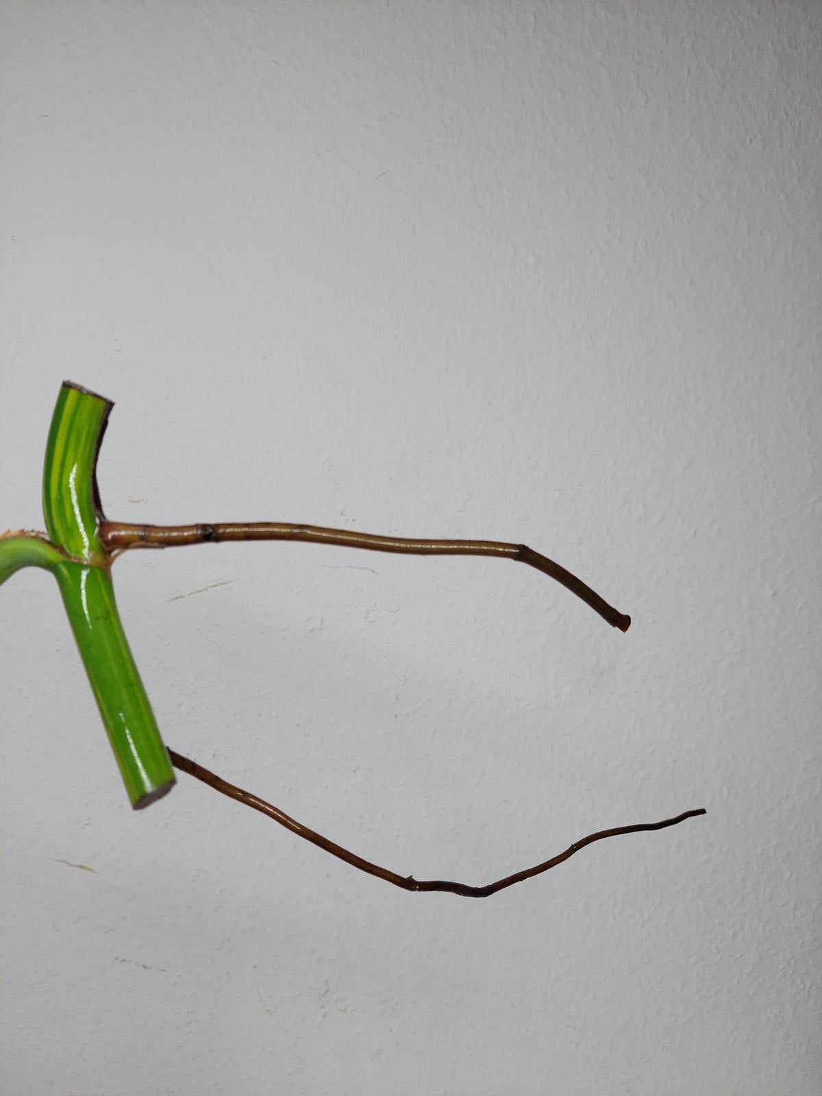 Monstera Aurea Stecklinge