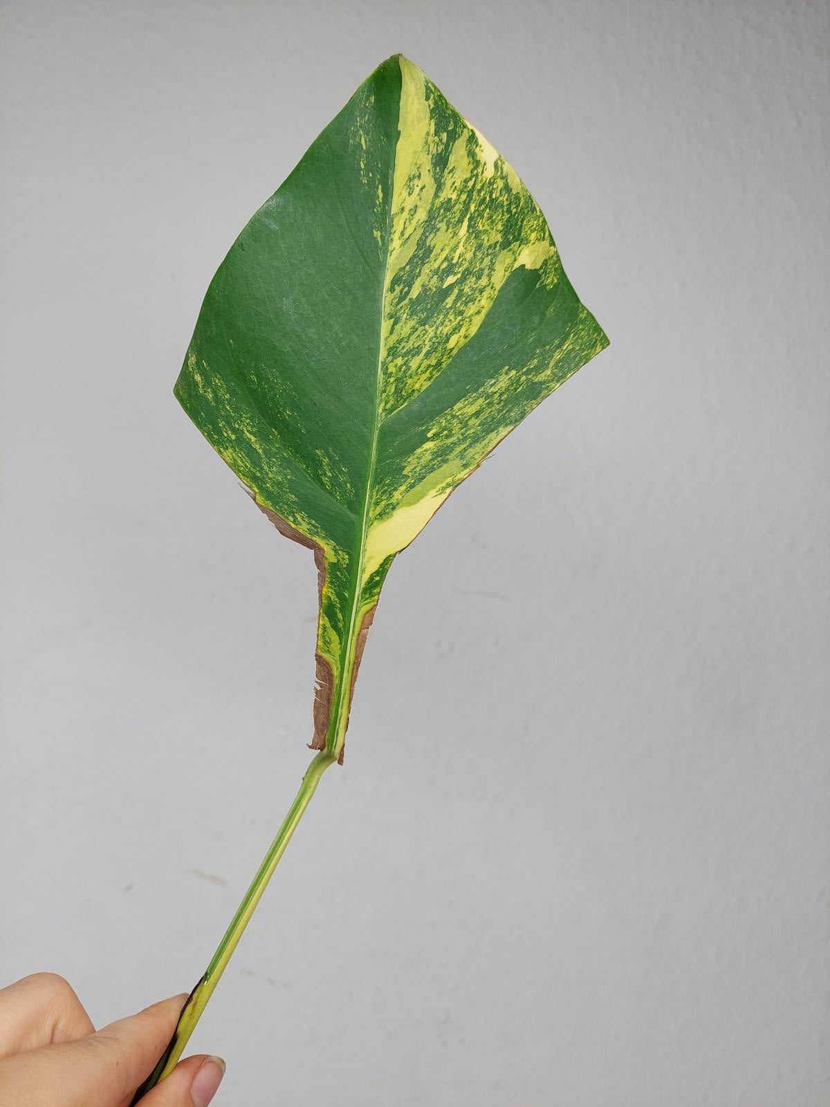 Monstera Aurea Stecklinge