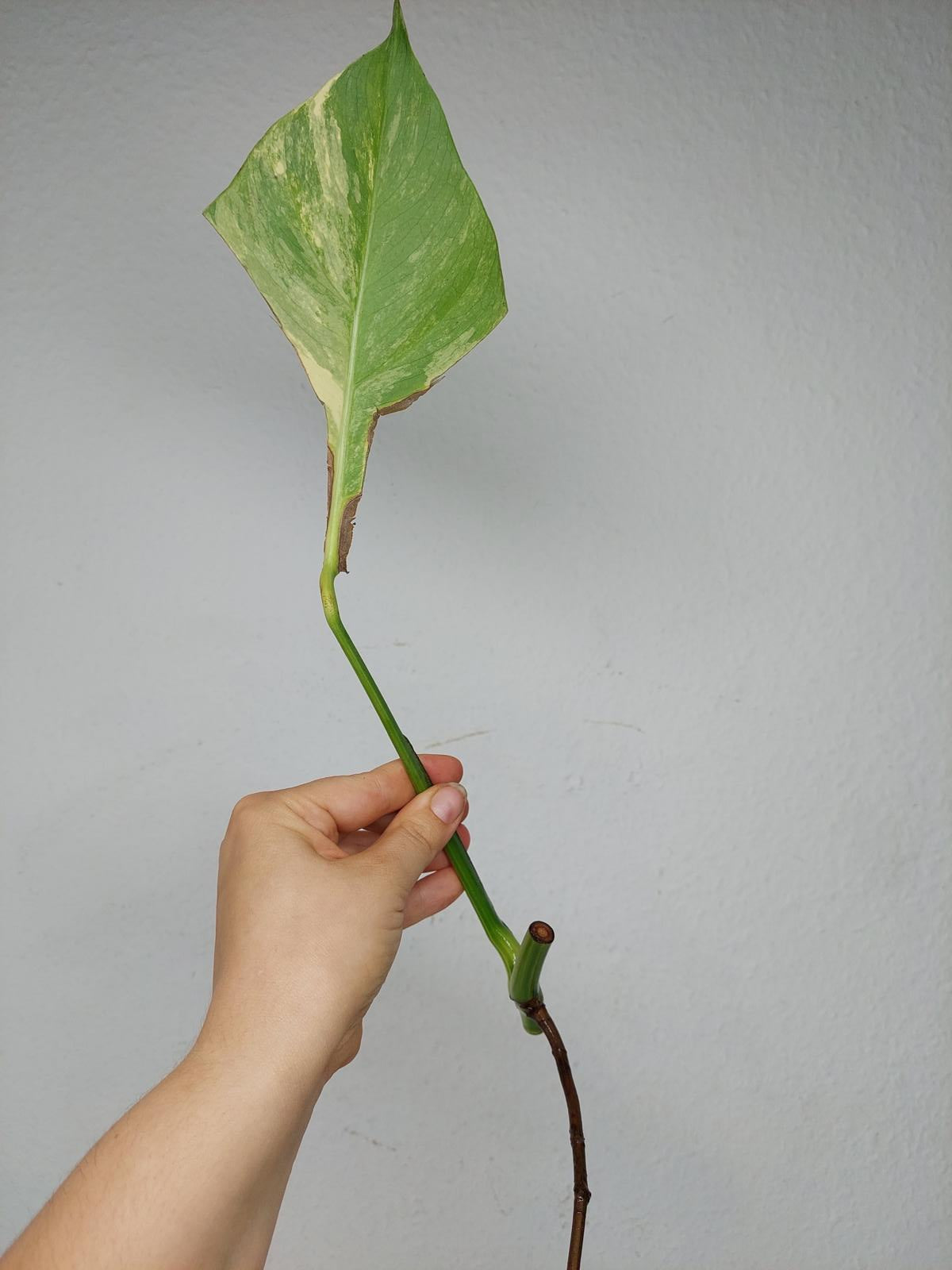 Monstera Aurea Stecklinge