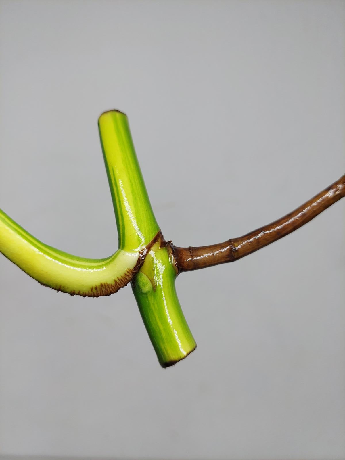 Monstera Aurea Stecklinge