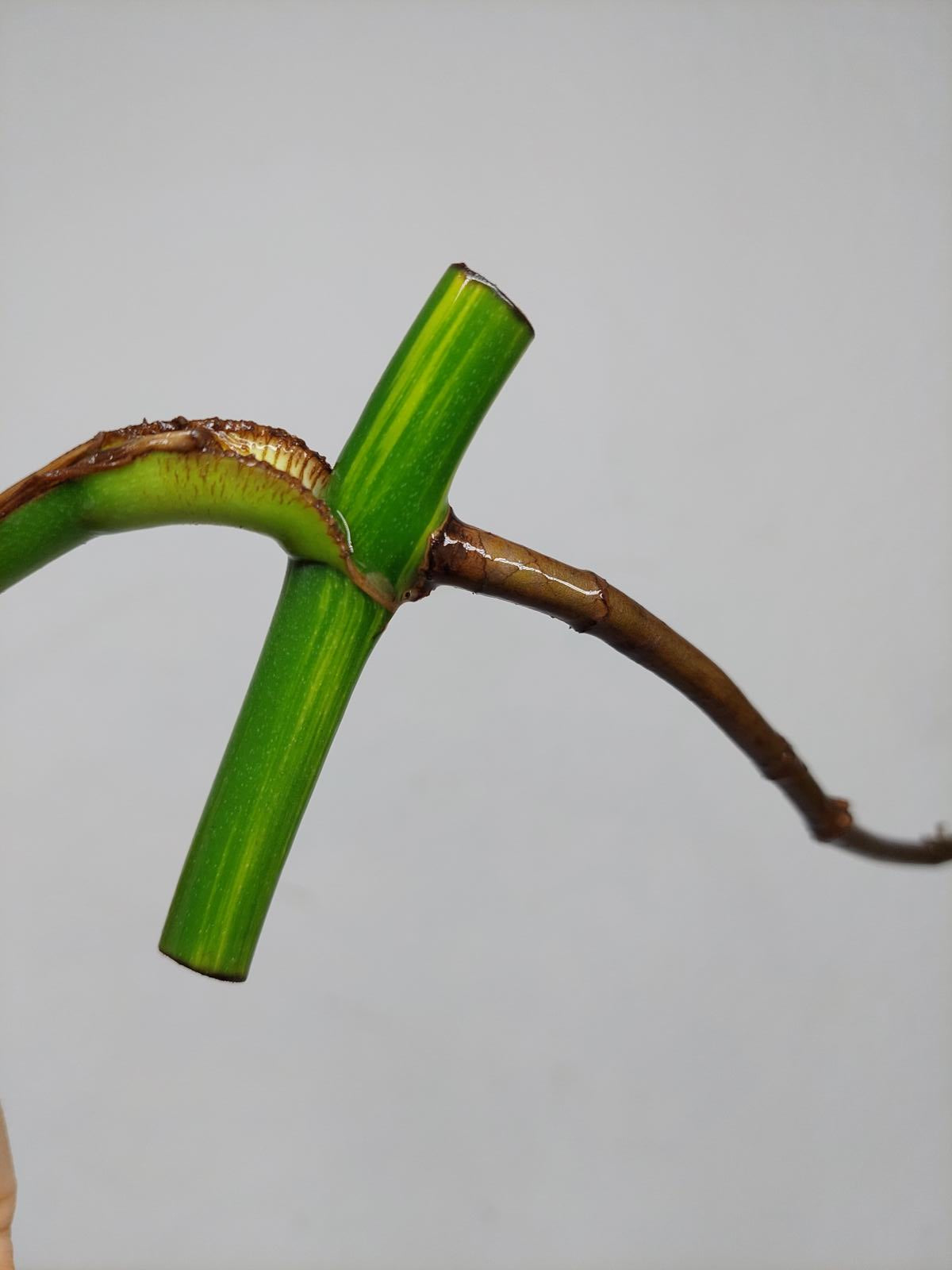 Monstera Aurea Stecklinge