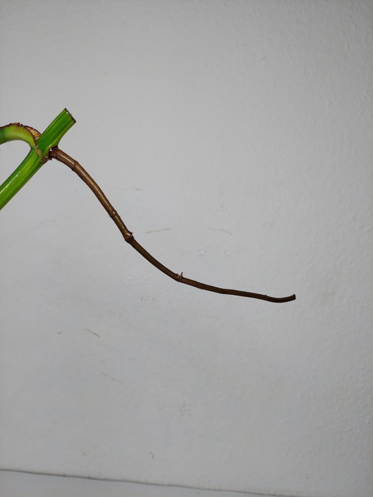 Monstera Aurea Stecklinge