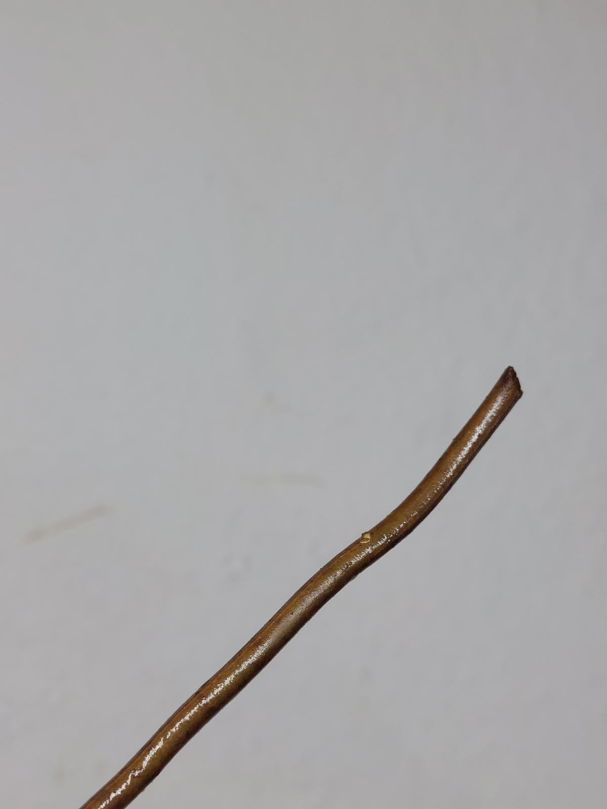Monstera Aurea Stecklinge