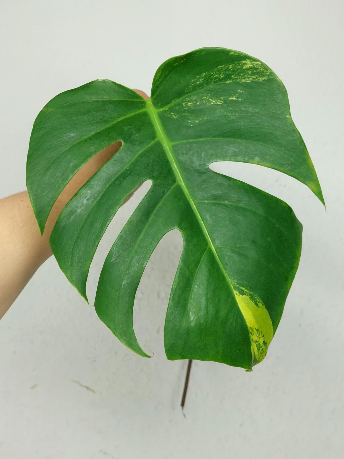 Monstera Aurea Stecklinge