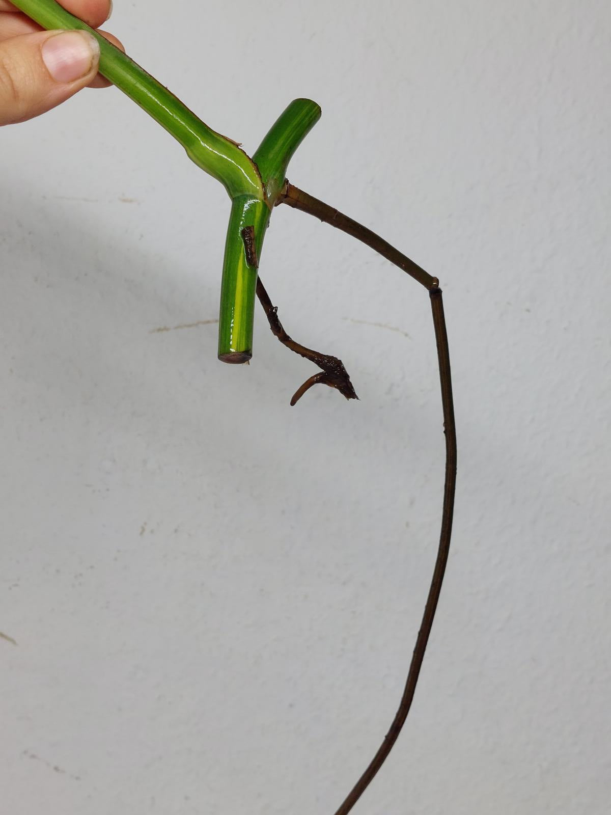 Monstera Aurea Stecklinge