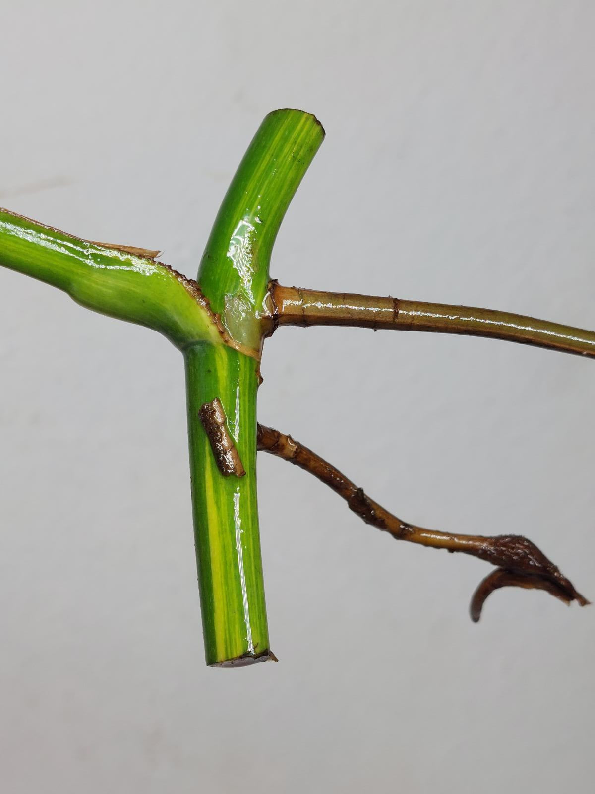 Monstera Aurea Stecklinge
