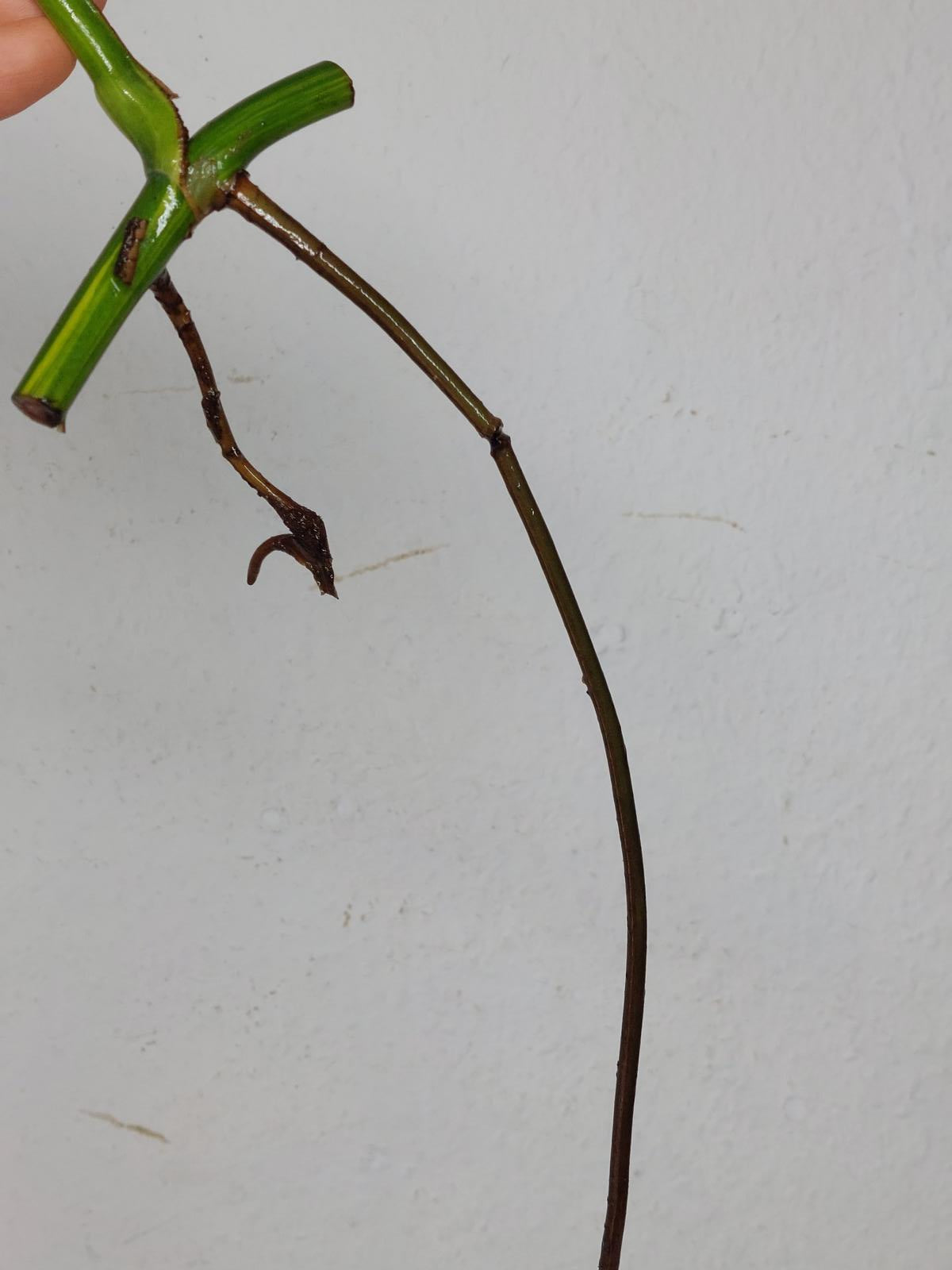 Monstera Aurea Stecklinge