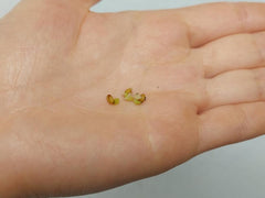 Anthurium Vittarifolium Variegata Samen