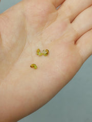 Anthurium Vittarifolium Variegata Samen