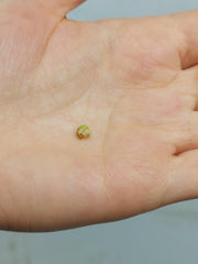 Anthurium Vittarifolium Variegata Samen