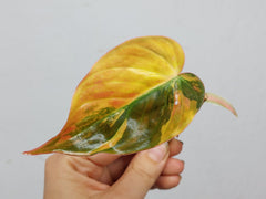 Philodendron Micans Aurea Steckling