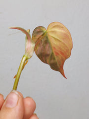Philodendron Micans Aurea Steckling