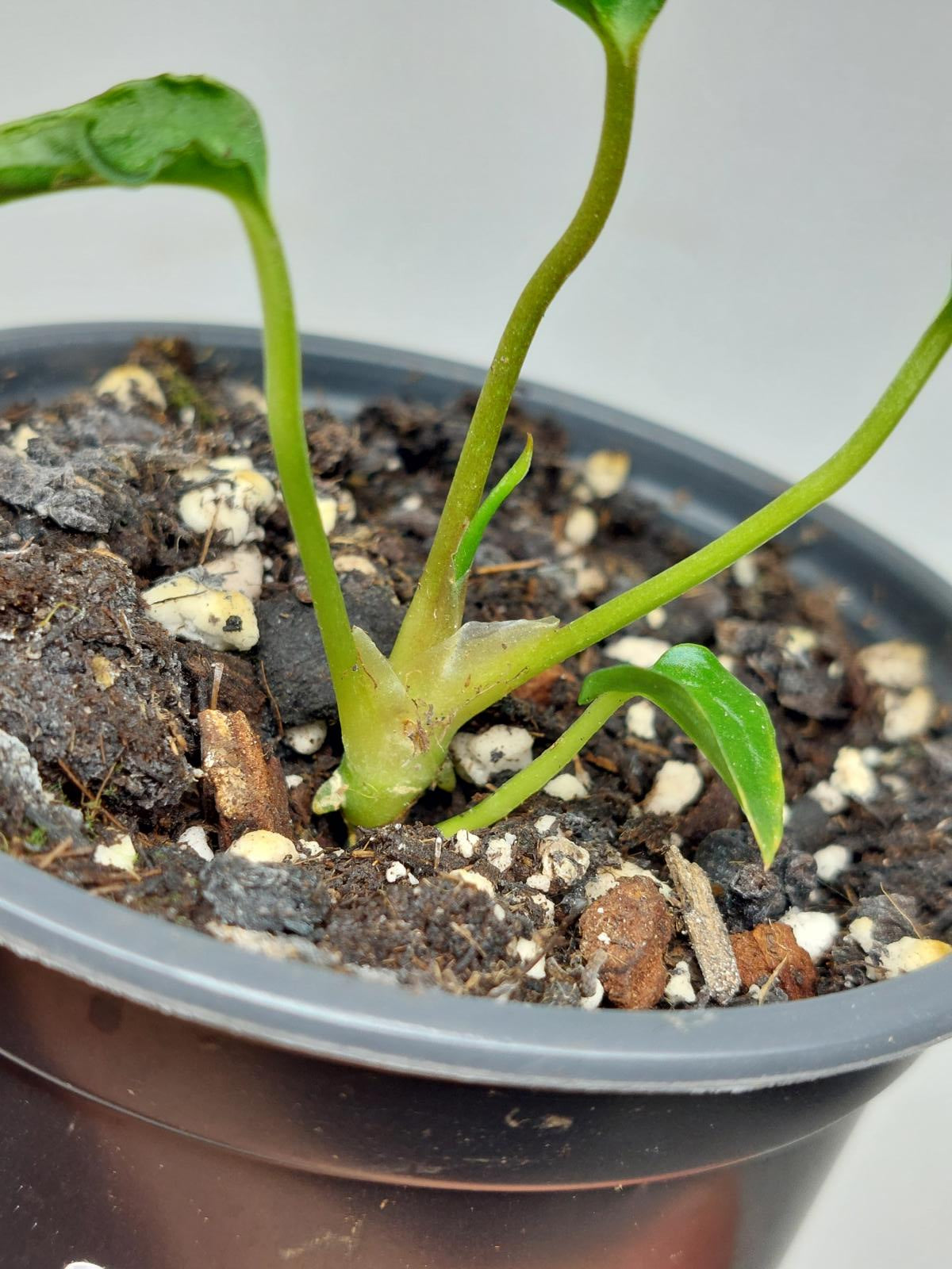 Anthurium Papillilaminum x Dressleri Mutation