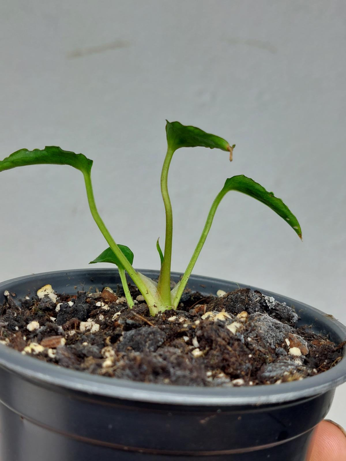 Anthurium Papillilaminum x Dressleri Mutation
