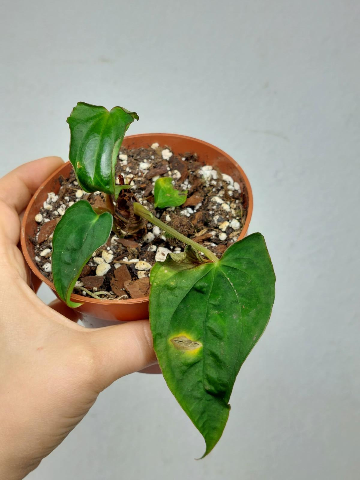 Anthurium Papillilaminum x Dressleri Mutation