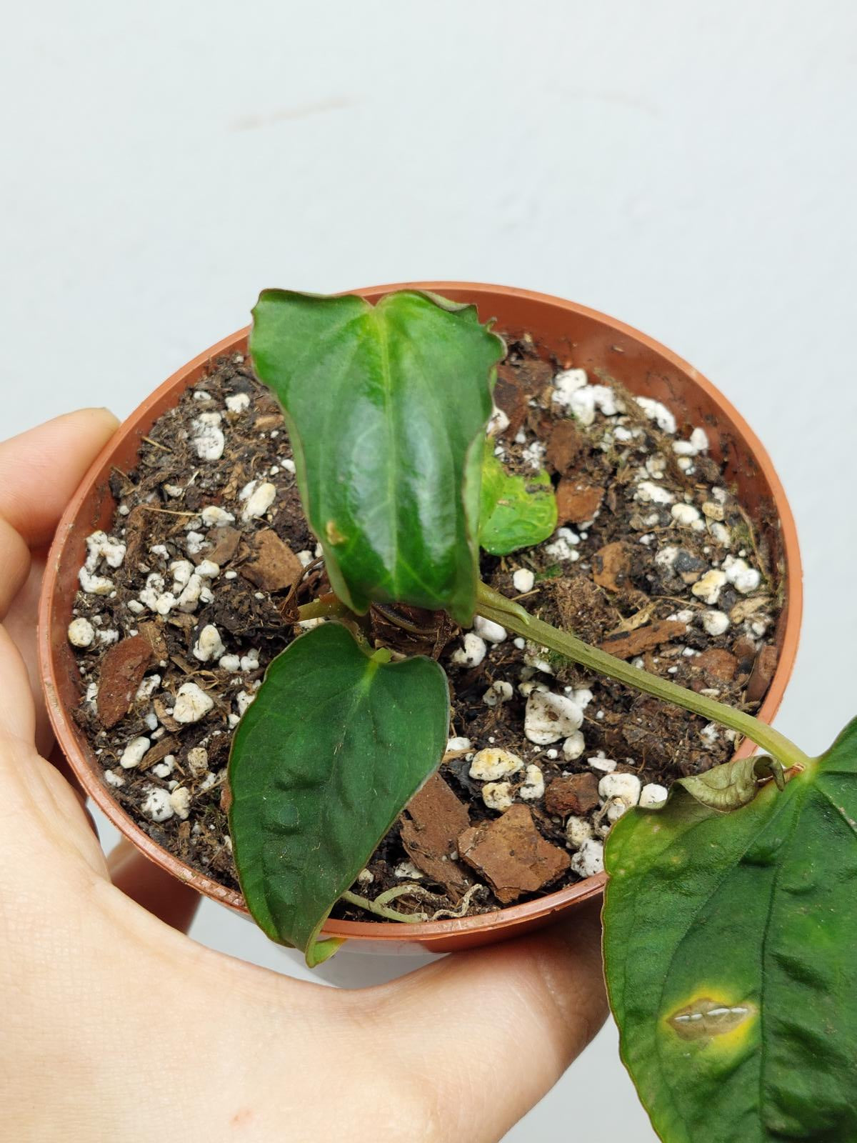 Anthurium Papillilaminum x Dressleri Mutation