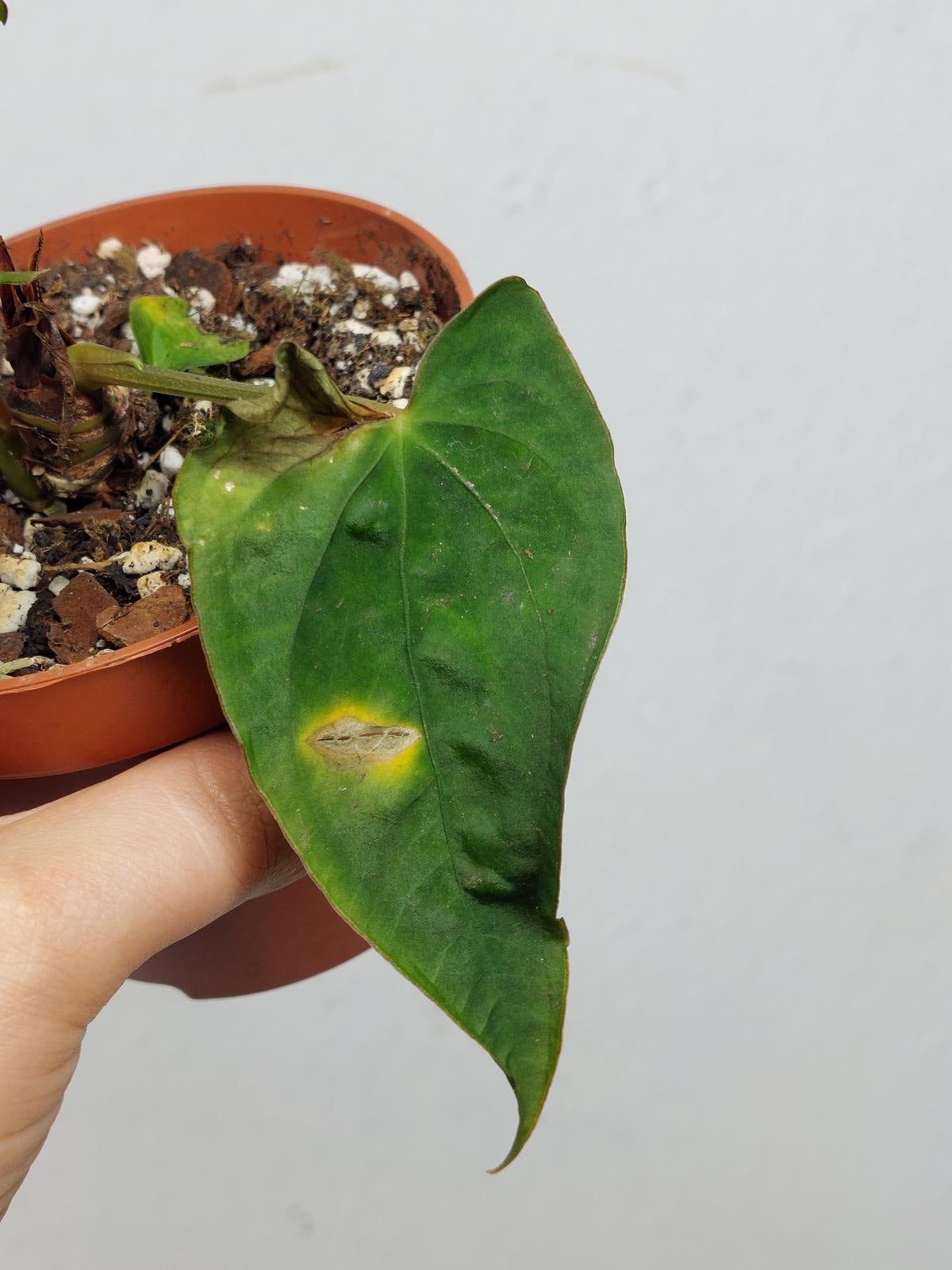 Anthurium Papillilaminum x Dressleri Mutation