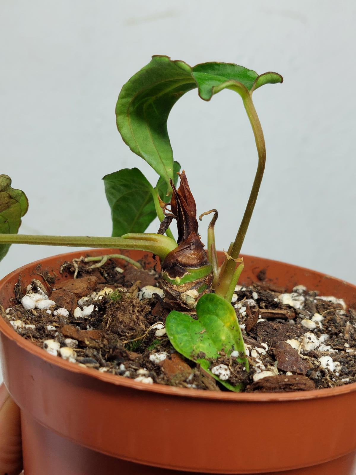 Anthurium Papillilaminum x Dressleri Mutation