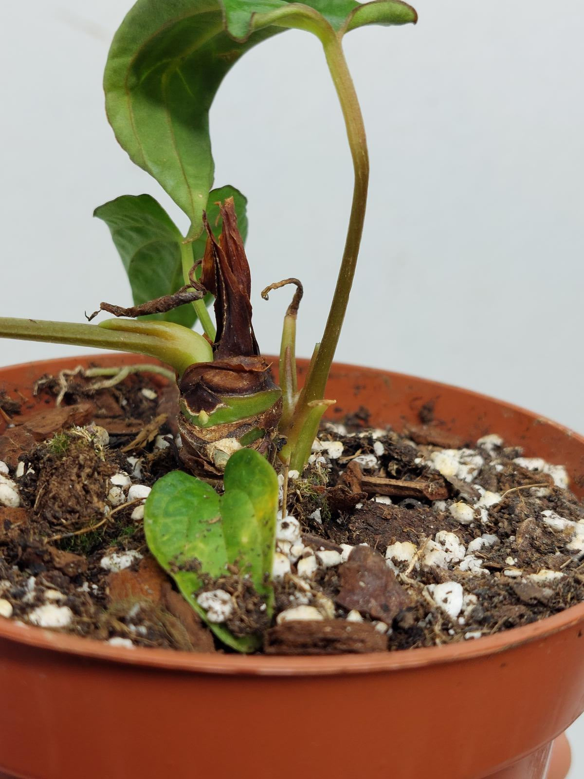 Anthurium Papillilaminum x Dressleri Mutation