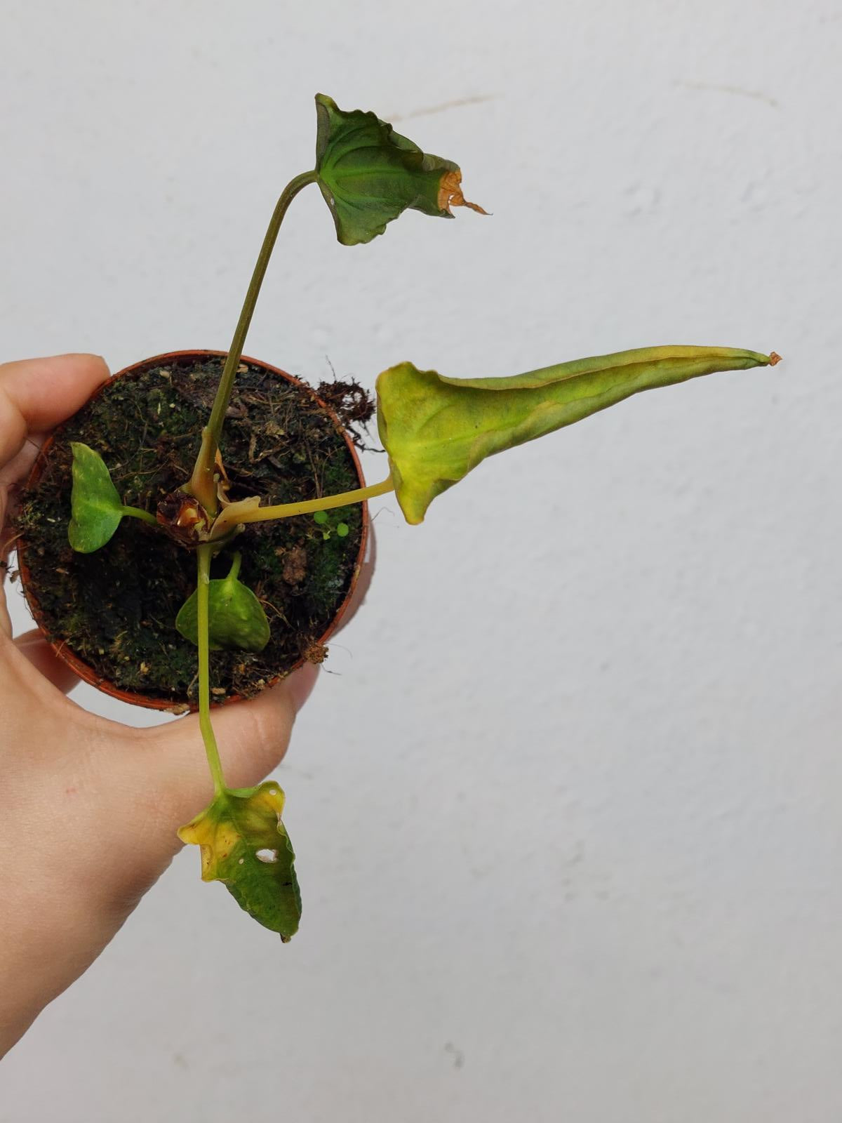 Anthurium Papillilaminum x Dressleri Mutation