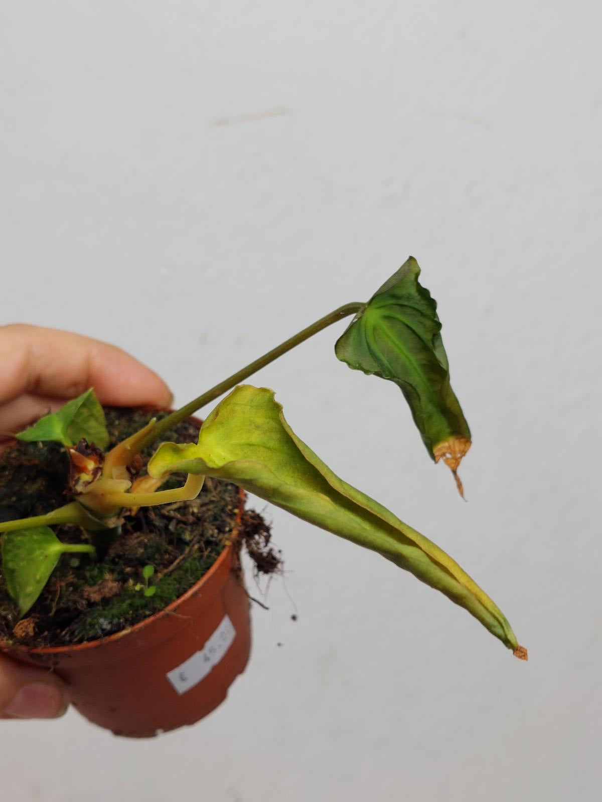 Anthurium Papillilaminum x Dressleri Mutation