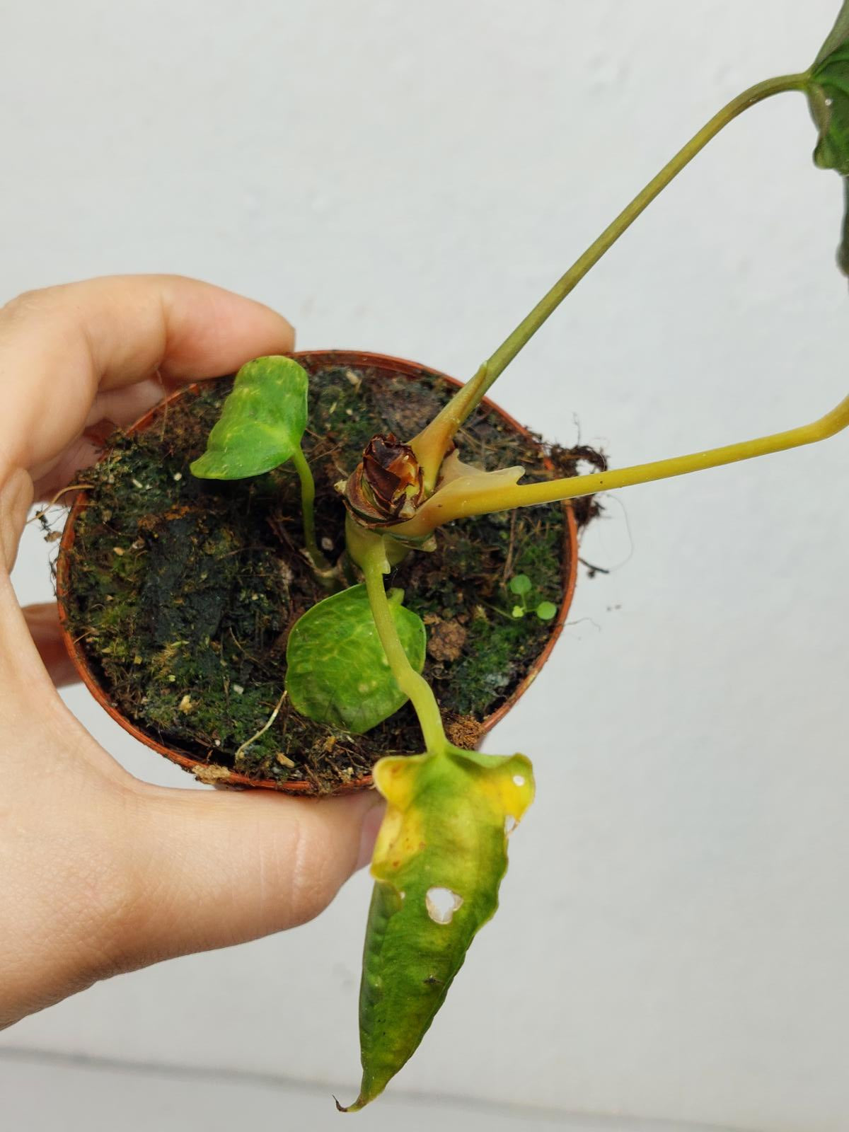 Anthurium Papillilaminum x Dressleri Mutation