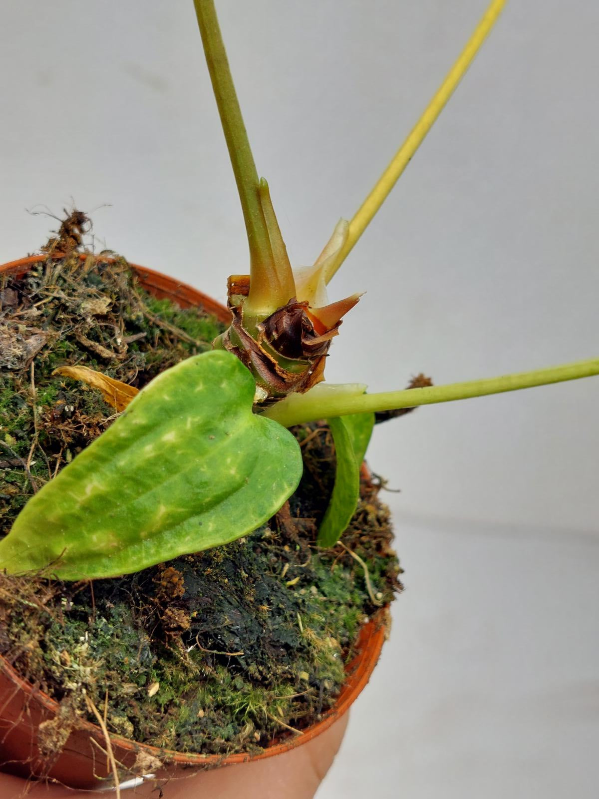 Anthurium Papillilaminum x Dressleri Mutation