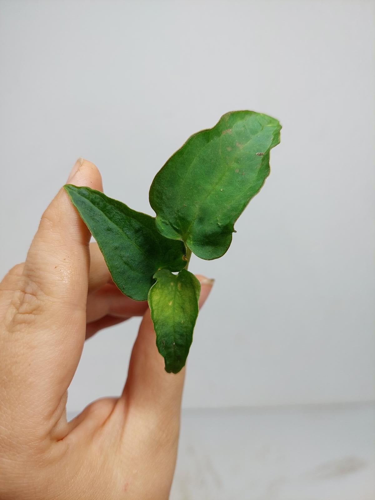 Anthurium Papillilaminum x Dressleri Mutation