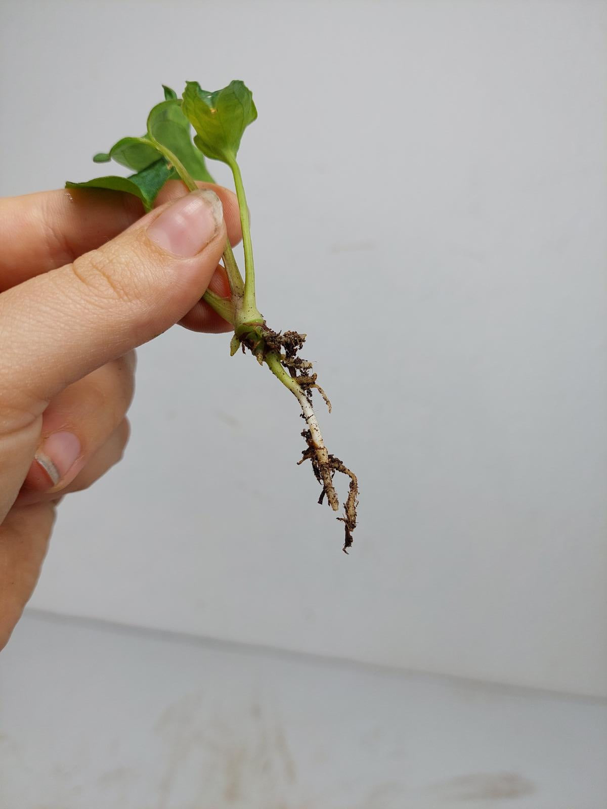 Anthurium Papillilaminum x Dressleri Mutation