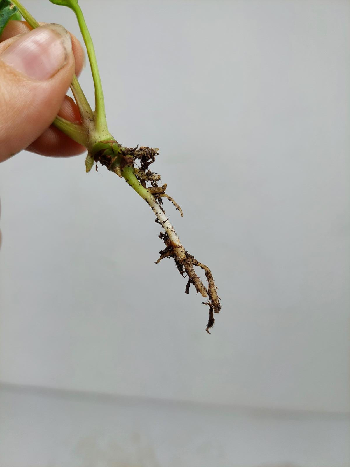 Anthurium Papillilaminum x Dressleri Mutation