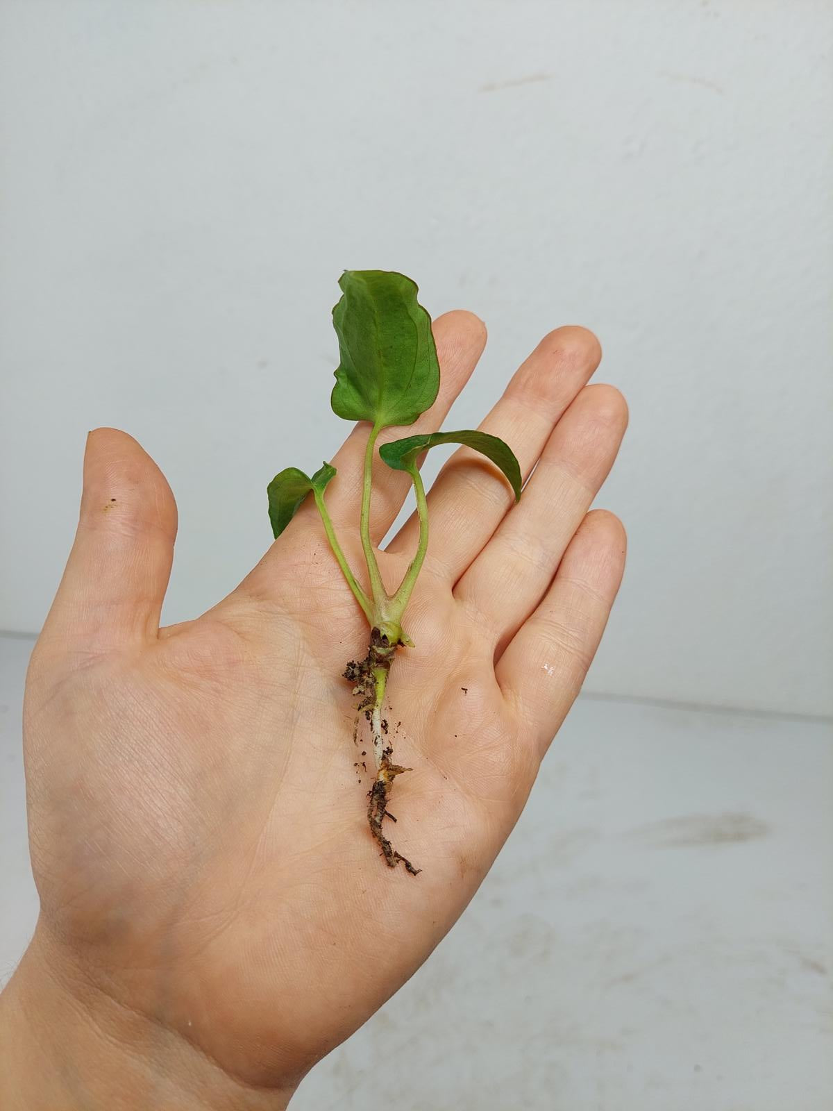 Anthurium Papillilaminum x Dressleri Mutation
