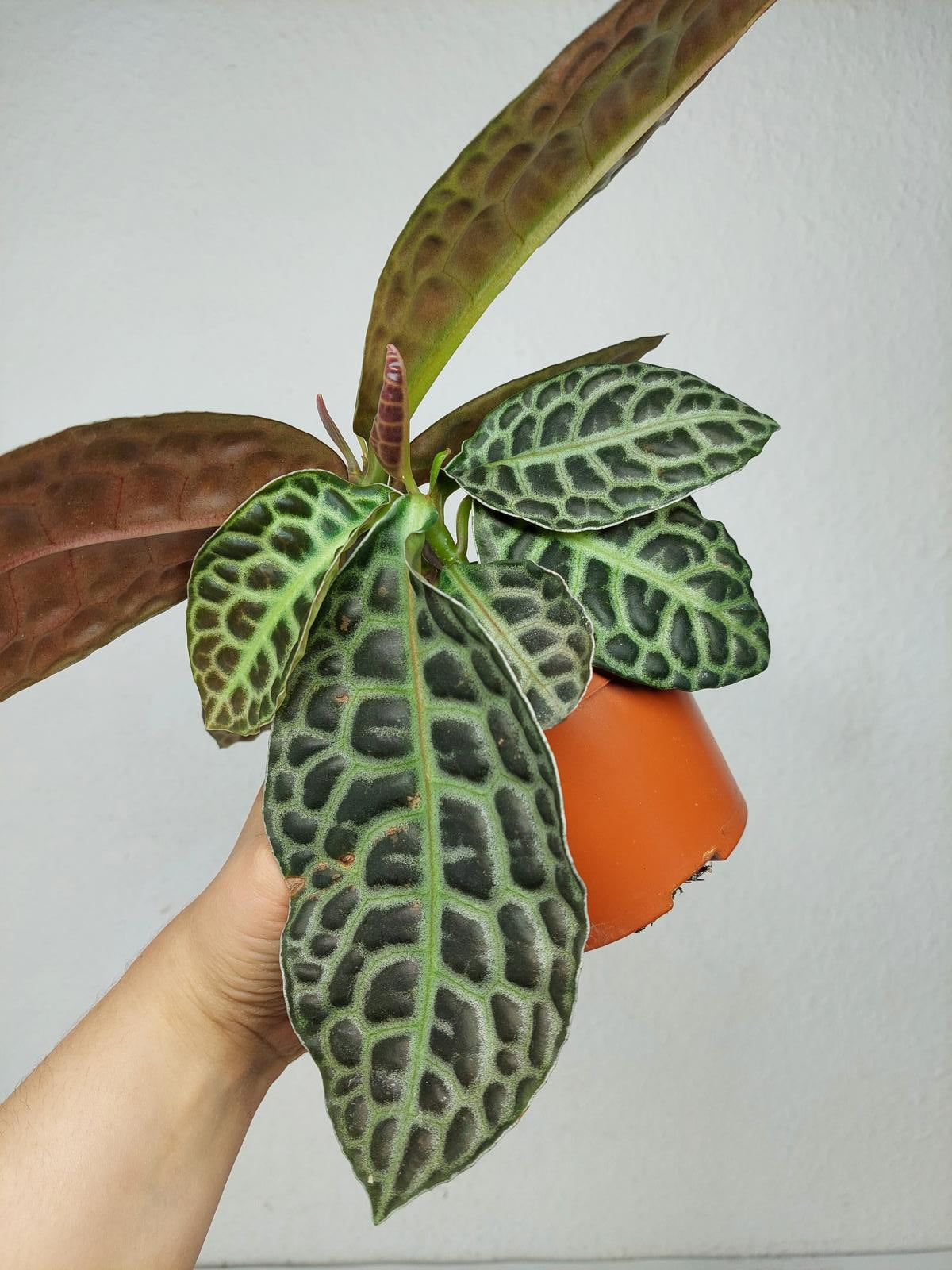 Sad Plants